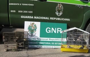 No Parque Campismo da Gâmbia em Setúbal APREENSÃO DE AVES