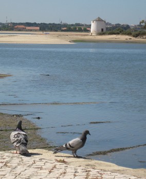 Quotidianos da Cidade- Barreiro As actividades culturais e a divulgação