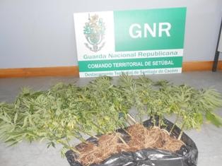 DETIDA POR TRÁFICO EM SINES Foram apreendidos 14 pés de cannabis