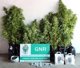 Em Grândola GNR DESMANTELA PLANTAÇÃO DE CANNABIS