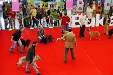 Na Moita Canino 2008 no Pavilhão Municipal de Exposições
