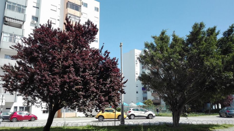 Por dentro dos dias – Barreiro Escutar, pela manhã, o cântico dos pássaros nestas árvores é uma delicia...