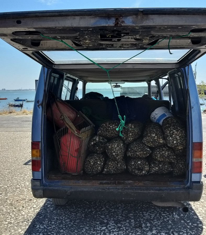Polícia Marítima apreende uma tonelada e meia de amêijoa-japonesa no rio Tejo Intercetados veículos que transportavam bivalves ilegalmente