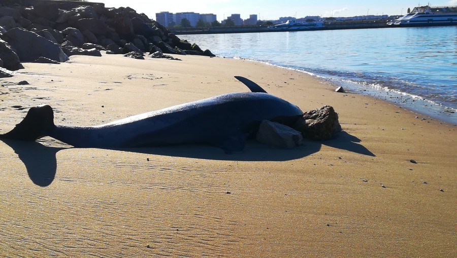 Barreiro – Golfinho morto em Alburrica Um golfinho com cerca de 2 metros deu à costa