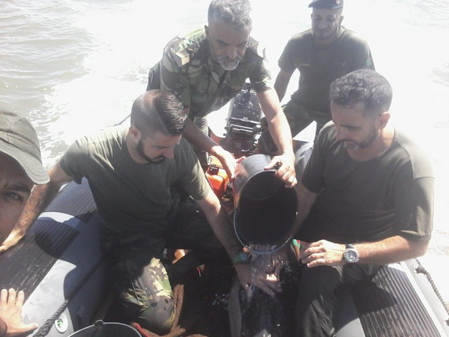 Foi mantido molhado até chegar à área do Barreiro FUZILEIROS SALVAM GOLFINHO NA MARGEM DO RIO COINA