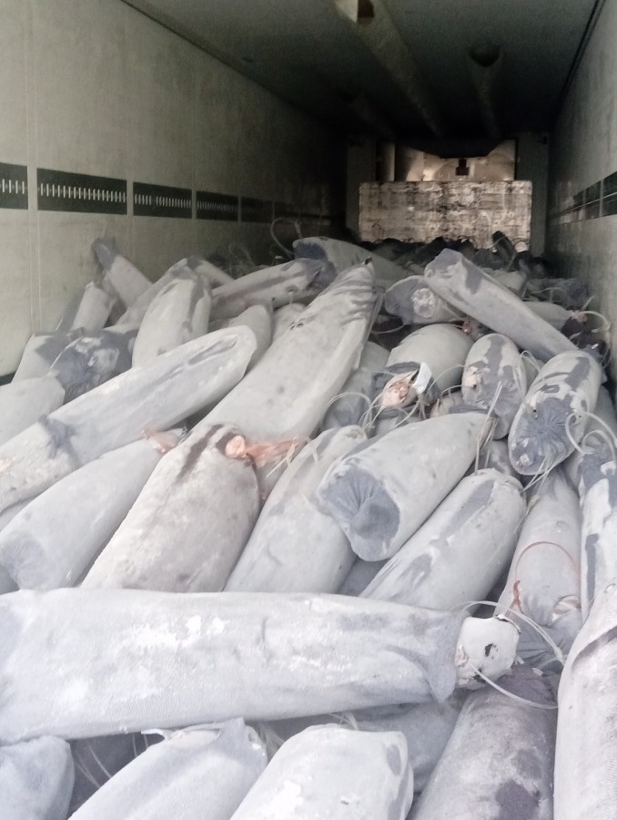 Polícia Marítima apreende mais de 35 toneladas de pescado em Sesimbra Espadarte foi vendido e Anequim doado a instituição de solidariedade social