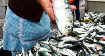 Setúbal / Sesimbra - FEDERAÇÃO DOS SINDICATOS DO SECTOR DA PESCA PESCADORES DA SARDINHA DESCONTENTES COM LIMITES DE CAPTURA IMPOSTOS