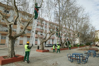 Em Alhos Vedros - Moita Poda de árvores condiciona trânsito na Fonte da Prata
