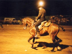 Fim de semana equestre em Reguengos de Monsaraz Cavalos com novo "palco" exibem-se na Exporeg 2003