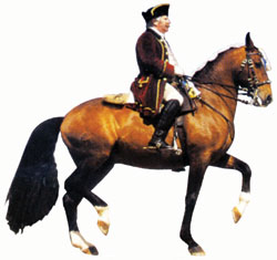 Arte Equestre na Exporeg Para reviver o melhor do nosso passado