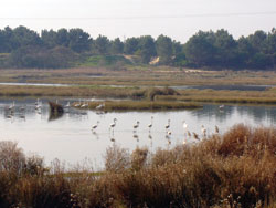 Flamingos invadem Sapal do Coina