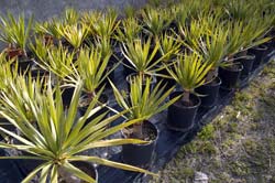 No Seixal Feira de Plantas apoia Associação de Solidariedade Social