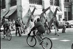 Sementes – Mostra Internacional de Artes para o Pequeno Público Família de Girafas à solta na Praça da República na Moita