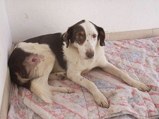Cão salvo no Canil do Barreiro Procura novo dono com urgência