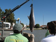 Alcácer do Sal Golfinho encontrado morto no Rio Sado perto de Alcácer do Sal