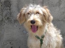 Adopte um Amigo de Quatro Patas no Canil Municipal do Seixal