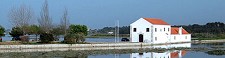 No Seixal Regista-se o regresso de dezenas de flamingos