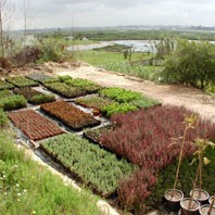 Feira das Plantas no Seixal Ajuda Associação de Paralisia Cerebral de Almada e Seixal