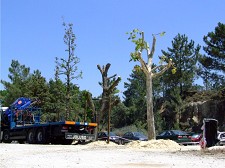 No Barreiro Árvores do Parque Catarina Eufémia transplantadas para Mata da Machada e Loteamento Marinha dos Lóios no Lavradio