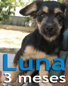 Dia Mundial do Animal no Montijo Leve o seu animal de estimação à Zona Ribeirinha
