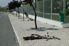 Destruição de árvores na Moita