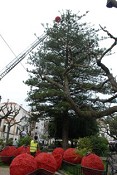 Natal em Sesimbra Enfeita pinheiro com 25 metros de altura