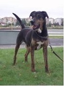Canil/Gatil Municipal do Seixal Campanha de adopção de animais no próximo sábado