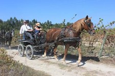 Cortejo Turístico Equestre em Pegões no Montijo «Pegões a Cavalo»