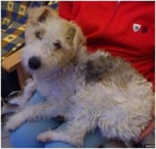 NO MONTIJO - Stiva cadela de raça Fox Terrier Desapareceu no sábado na Lançada