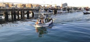 POLÍCIA MARÍTIMA DE LEIXÕES APREENDE PESCADO