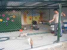 SOS Bicharada comemora Dia do Animal - Barreiro Promove Campanha de Angariação de Alimentos e de Adopção de Animais