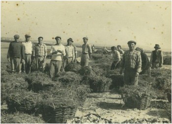 Moita - Discussão sobre o papel histórico da ostreicultura Ostreicultura no Estuário do Tejo é tema de Colóquio