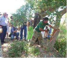 Seixal promove Descortiçamento de sobreiros na Mundet
