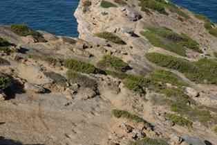 Na Rota dos Dinossáurios em Sesimbra Dar a conhecer Circuito das Pegadas dos Dinossáurios