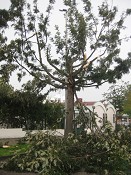 Efeitos do temporal Situação controlada no concelho do Barreiro