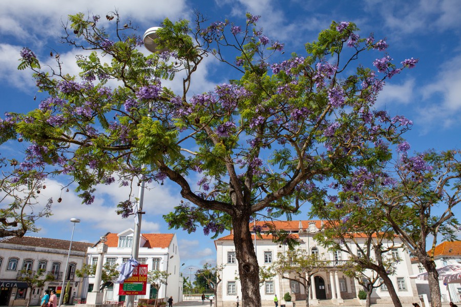 Câmara Municipal da Moita Próxima Reunião de Câmara a 26 de agosto