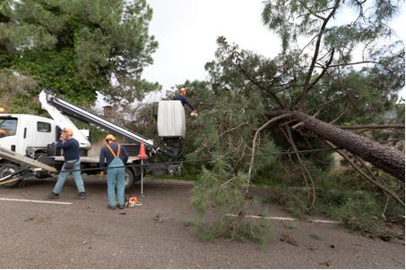 Efeitos da tempestade Ana no Seixal Queda de árvores, estruturas e infraestruturas . 66 pedidos de apoio