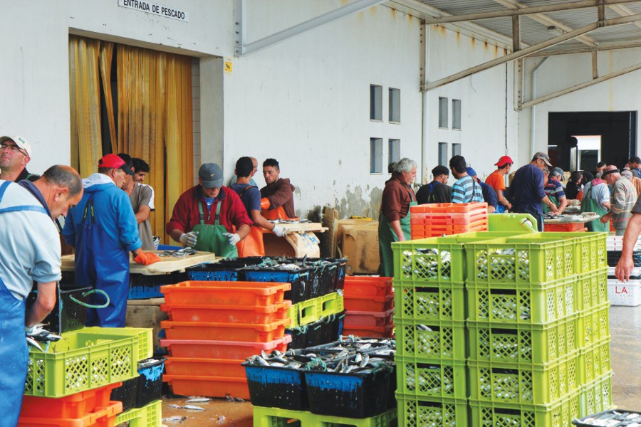 Pesca do cerco em Sesimbra envolve 10 embarcações e mais de 200 profissionais Câmara Municipal ao lado da comunidade piscatória