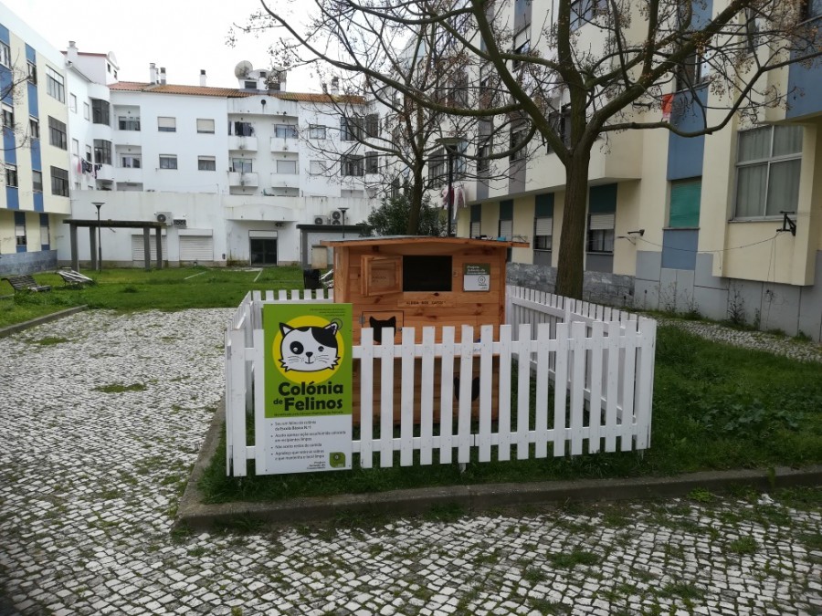 Pinhal Novo - Palmela reforça projeto e instala novos abrigos para felídeos «Animais da Comunidade»