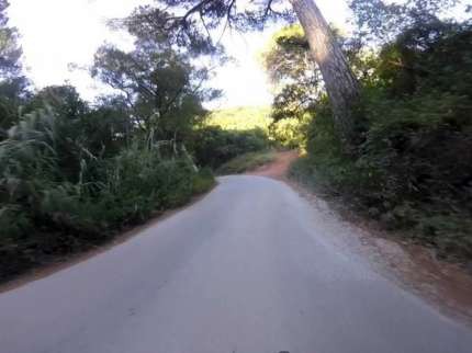 Na Serra da Arrábida, Setúbal Pinheiro de grande porte em risco de queda na zona da Comenda