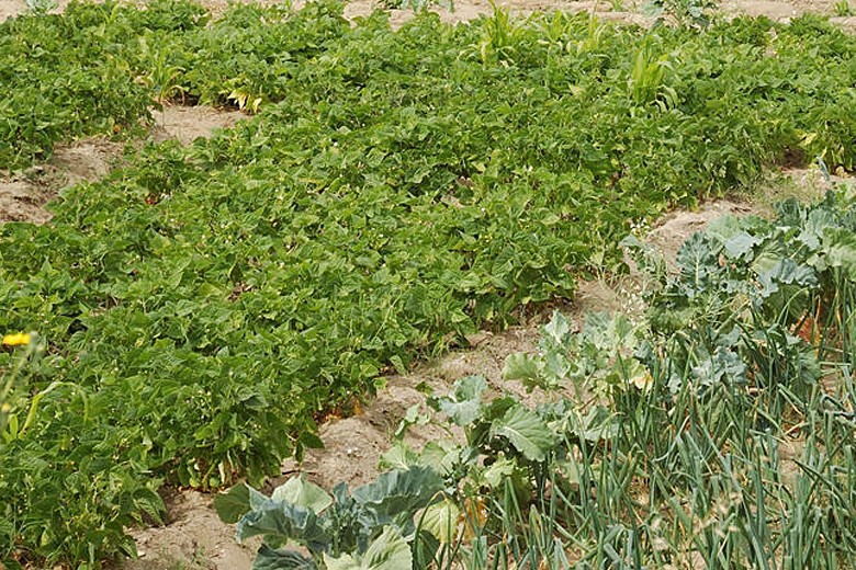 Protocolos na área da saúde mental e deficiência Visa utilizar resposta Horticultura Terapêutica da Rede de Hortas Urbanas do Município do Seixal