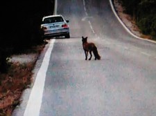 Raposas na Serra da Arrábida em Setúbal «Um animal muito bonito e que vem comer à nossa mão»