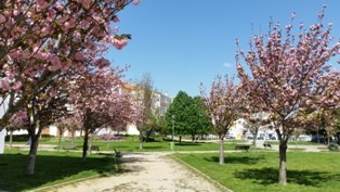 Cerejeiras em flor no jardim do Borralhal Por José Bastos Montijo