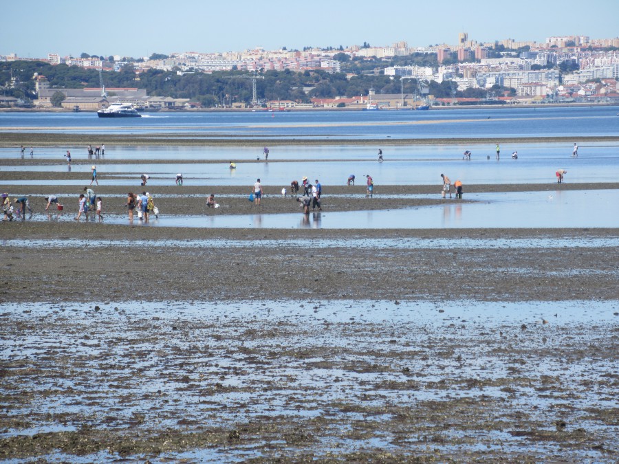 Unidade de Depósito e transformação de bivalves no Barreiro Concurso Público ficou deserto.