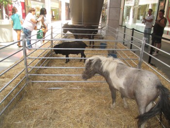 A natureza ao vivo no Forum Barreiro Se não podemos ir ao campo o campo vem cá...