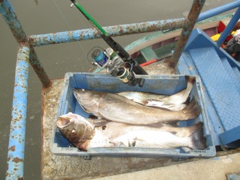 Pescado de grande qualidade na zona da Ilha do Rato – Barreiro Pescadores de Alhos Vedros deliciam observadores com pescado no Tejo