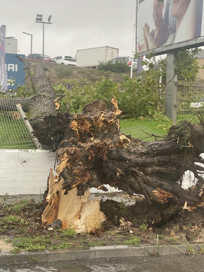 Barreiro – Tempestade derruba árvore em Palhais Dezenas de ocorrências pelo concelho