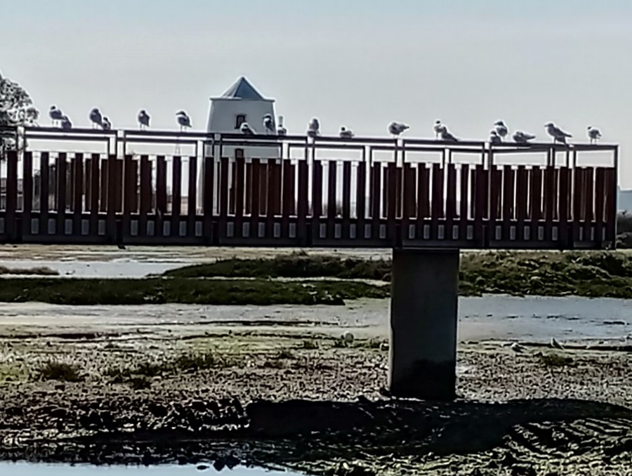 Um plenário de gaivotas Por António Neves Barreiro