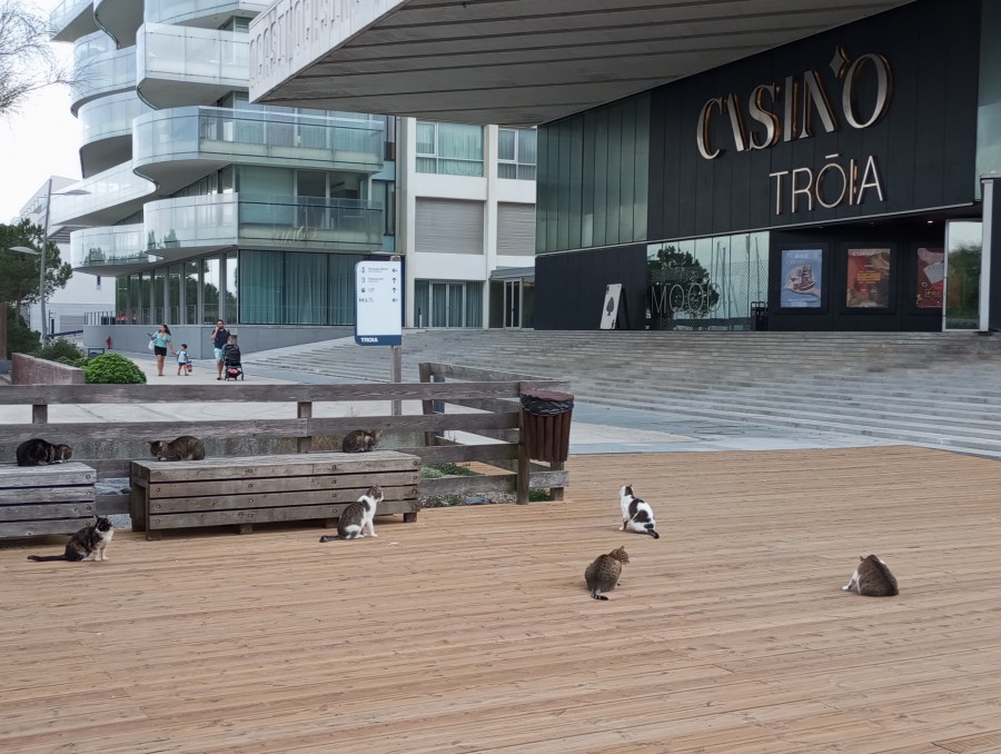 Plenário de felinos Por António Neves Barreiro