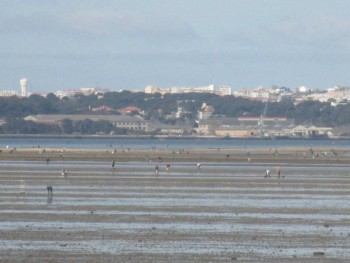 Da Trafaria ( Almada) ao Barreiro até Alcochete Estimam-se cerca de 1700 os apanhadores de amêijoa-japonesa no estuário do Tejo . Deputados PS Setúbal questionam Ministério do Mar